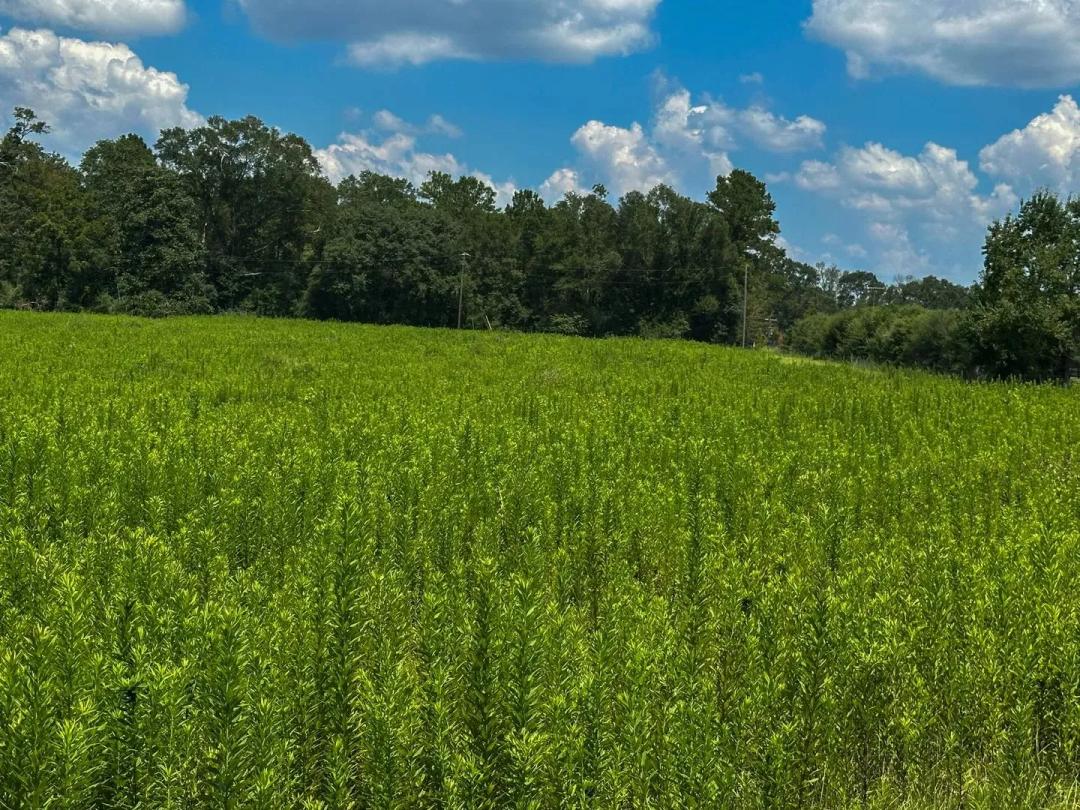 Washington Parish, LA – Prime Location with Road Frontage, Pond & More