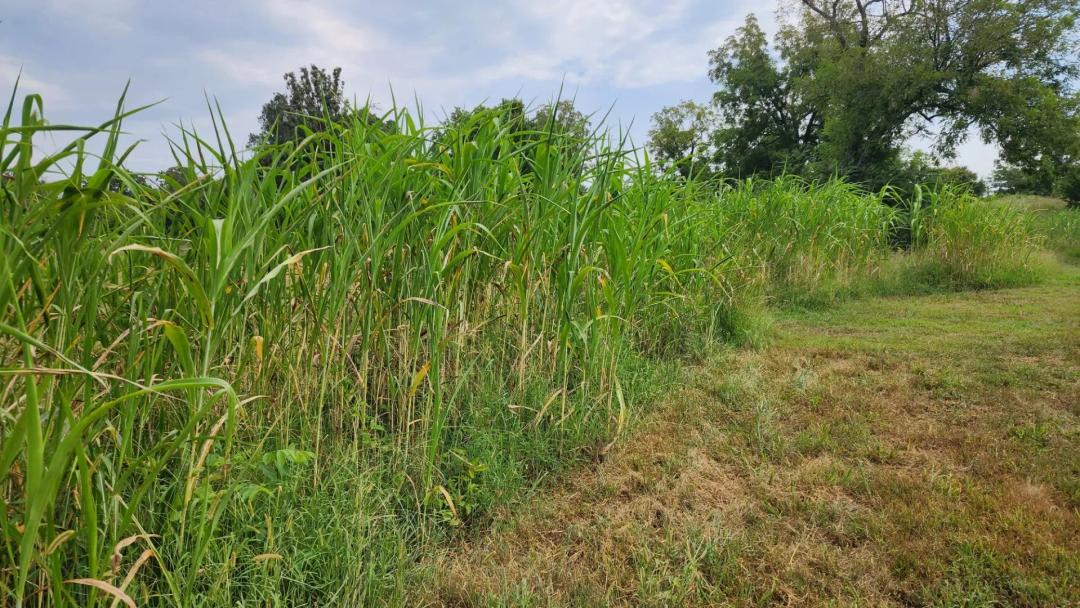 19.42 Acres in Ozark County, MO 