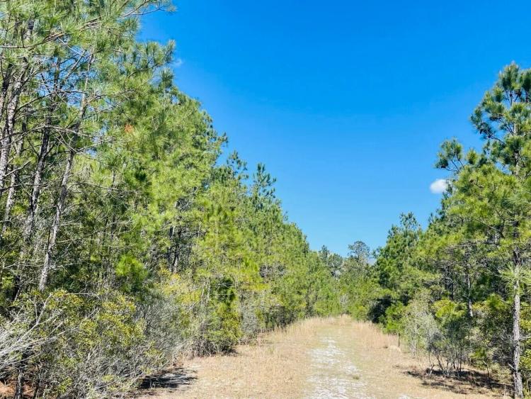 65.15 Acres at 0 Skylee Dr