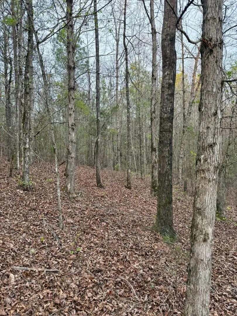 19.5 Acres in Kemper County, MS 