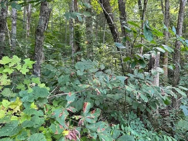 Lot 6 Cooktown Rd