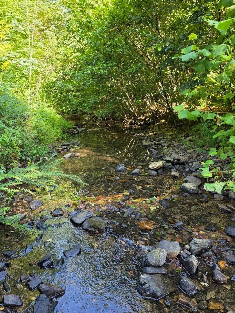 40 Acres in Polk County, AR