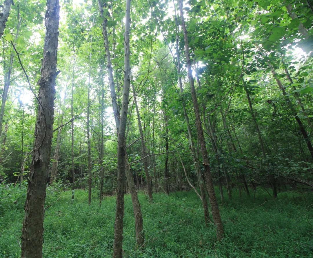 16.90 Acres at 0 NC 14 HW