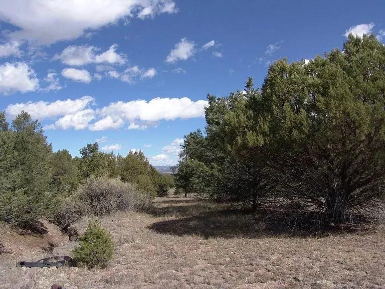 5 acres with trees . Power at road. Northern side of Horse Mountain. Western New Mexico