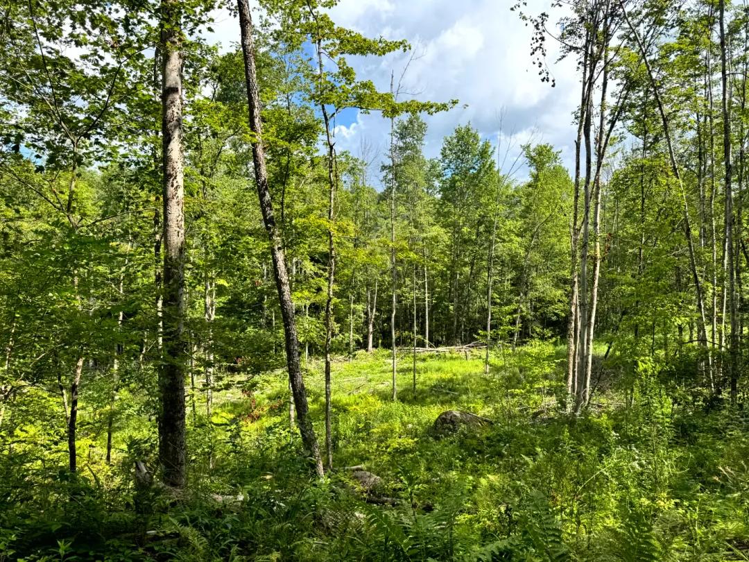 Clark Hill Overlook