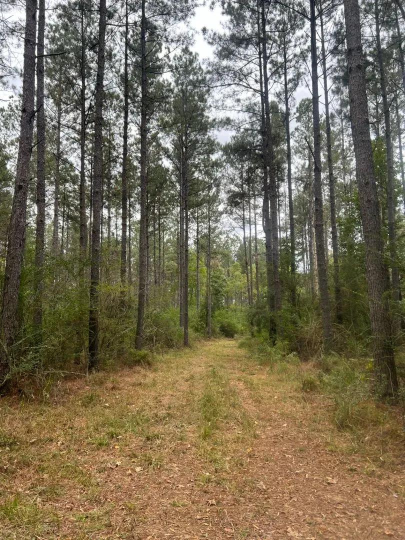 70 Acres in Walthall County, MS 