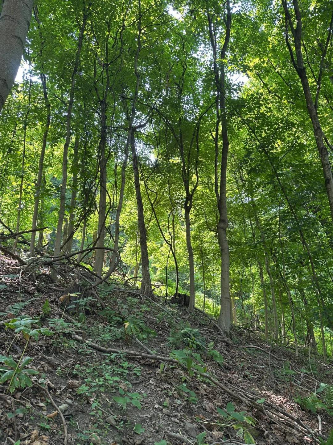 5.78 Acre Allegheny County Recreational Property