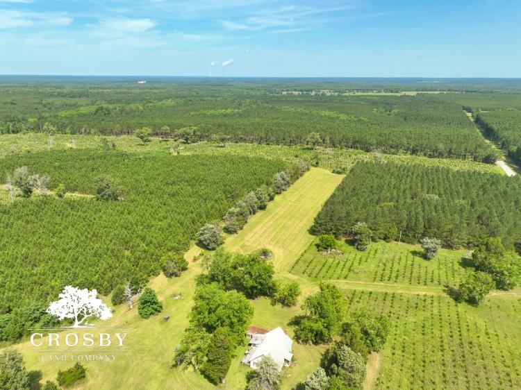 Shug's Tree Farm