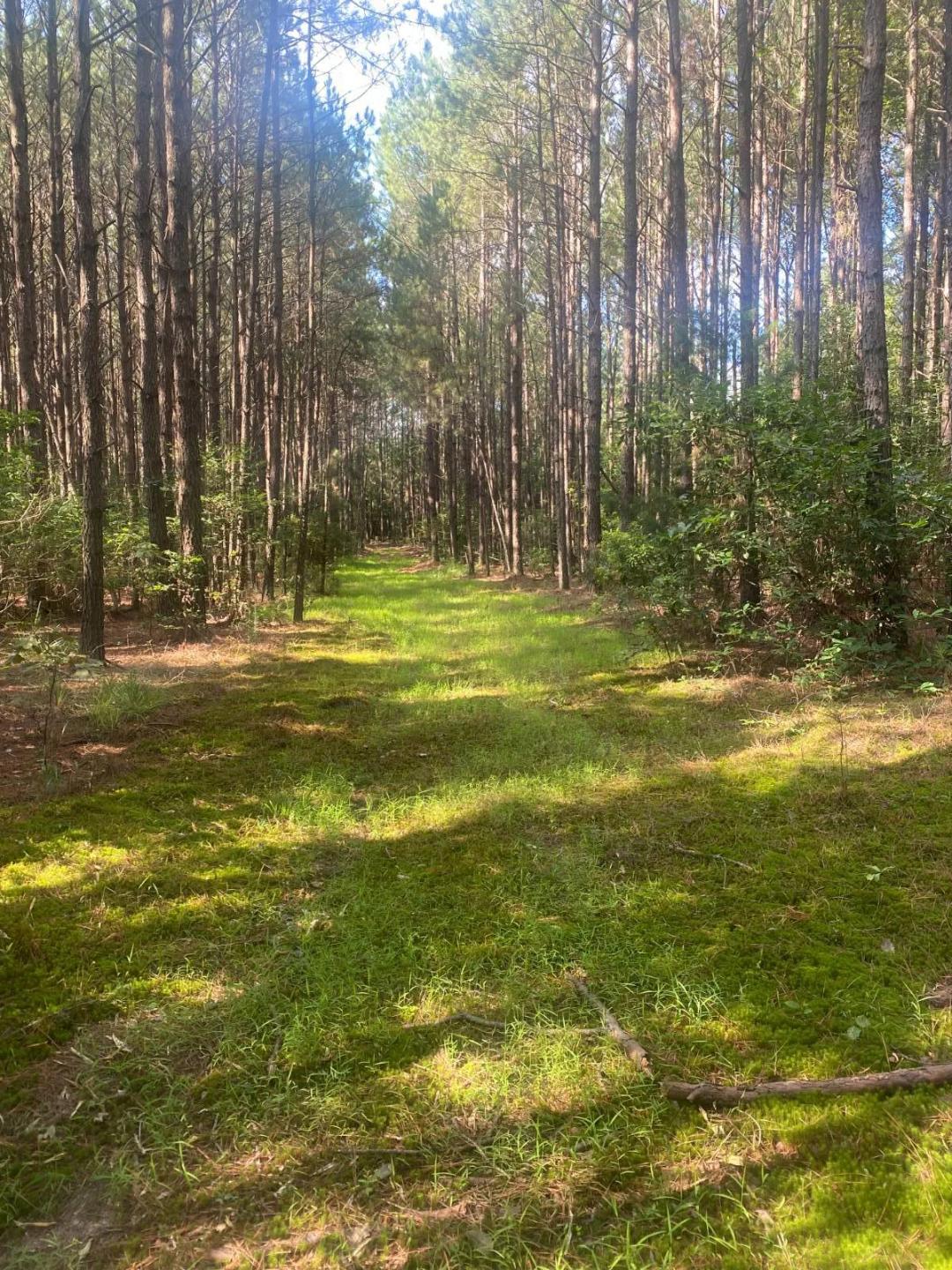 100± Acres of Timber &amp; Hunting Land | Union Parish, LA
