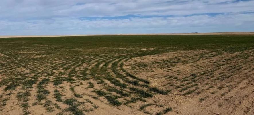 214± Acres Cropland in Cheyenne County, Colorado