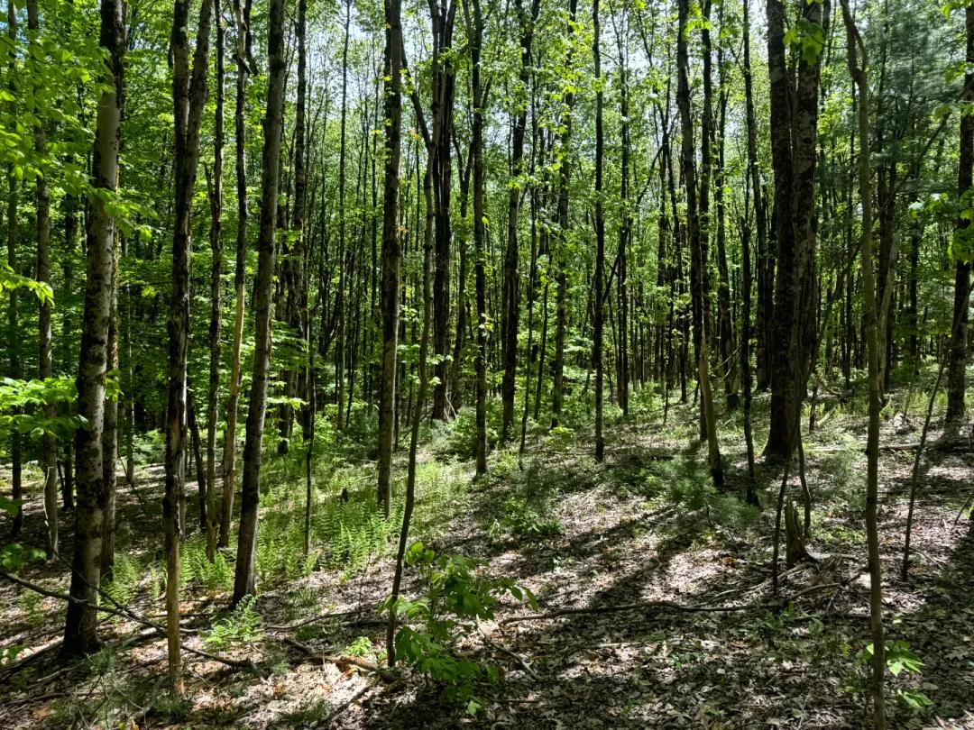 Wooded 5 Acres for Home or Cabin Near Sylvan Beach
