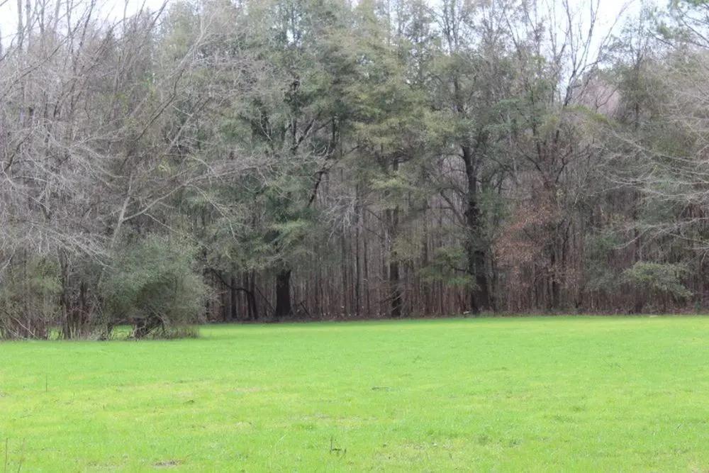 Chickasaw Bogue Hunting Property - 550 acres