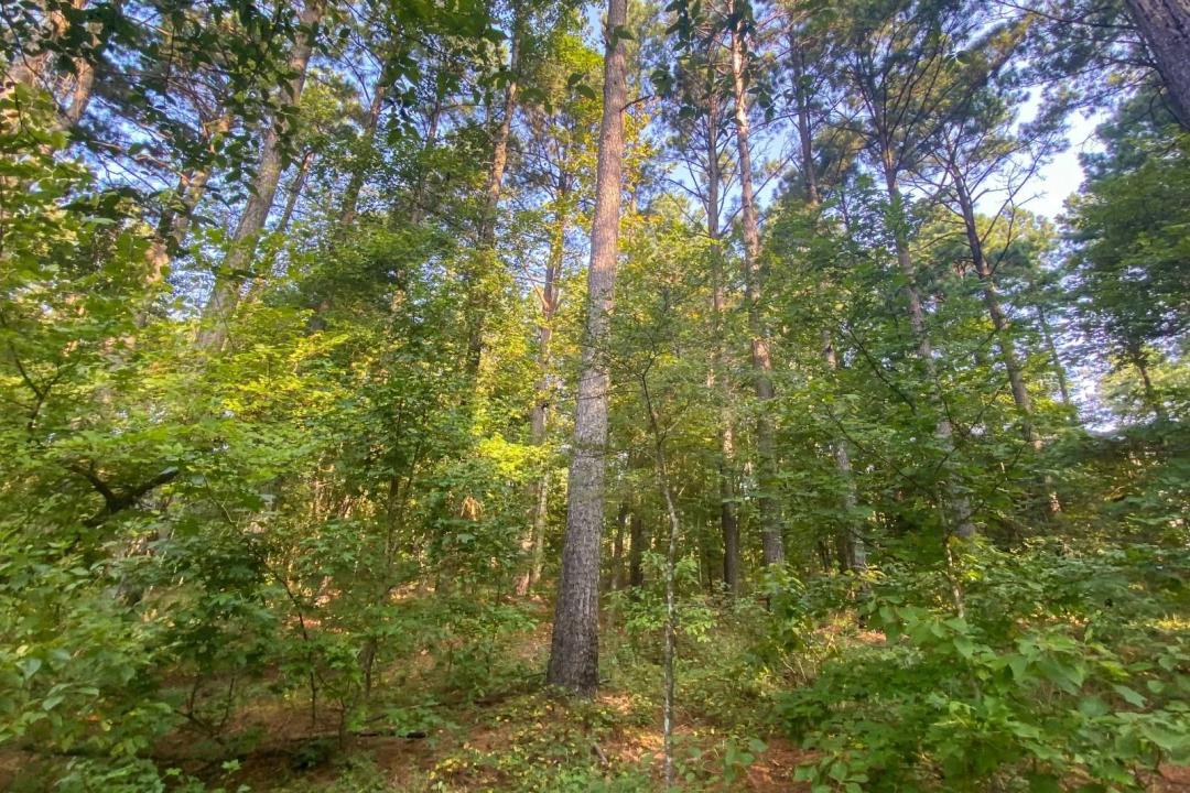 Elevated Design Potential on 1.3 Wooded Acres