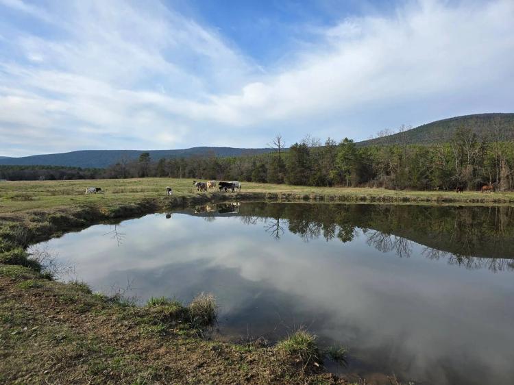 Country Acreage &amp; Homestead - Adjoining National Forest