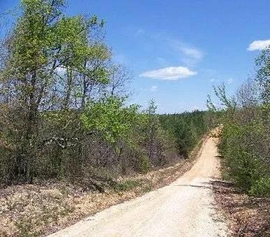 TENNESSEE TIMBER LAND FOR SALE WAYNE COUNTY TN MATURE PINE