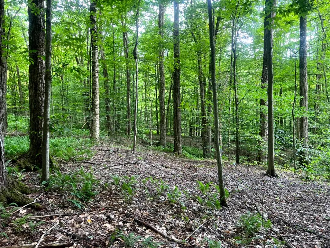 Stringer Brook Woods - Hunting & Recreational Land