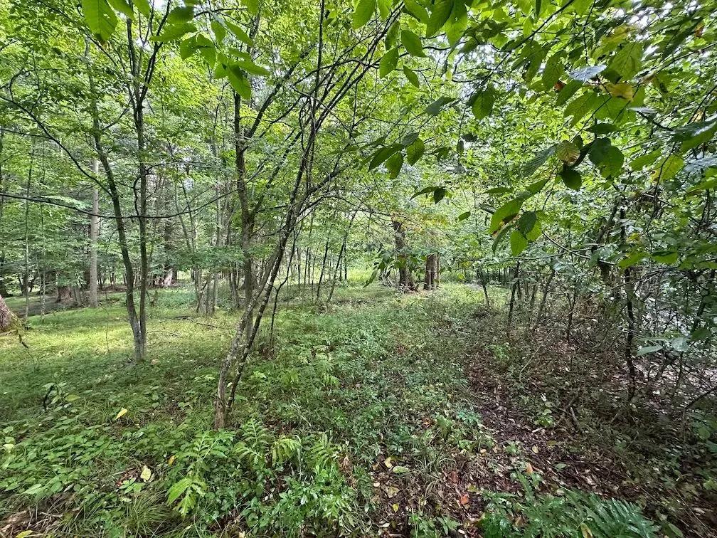 5 acre Building Lot and Recreational Land near State Land in Belmont NY Saunders Hill Rd Lot 2