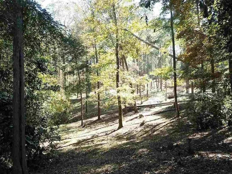 Maple Street 11+/-acres