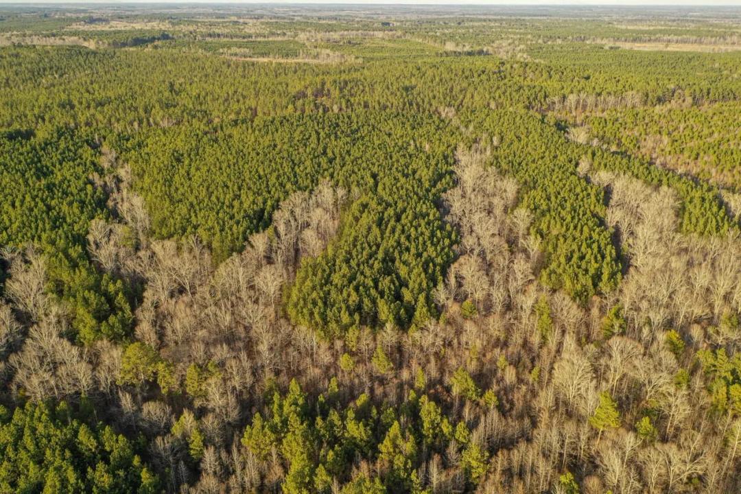 81 +/- Acres Winston County, MS