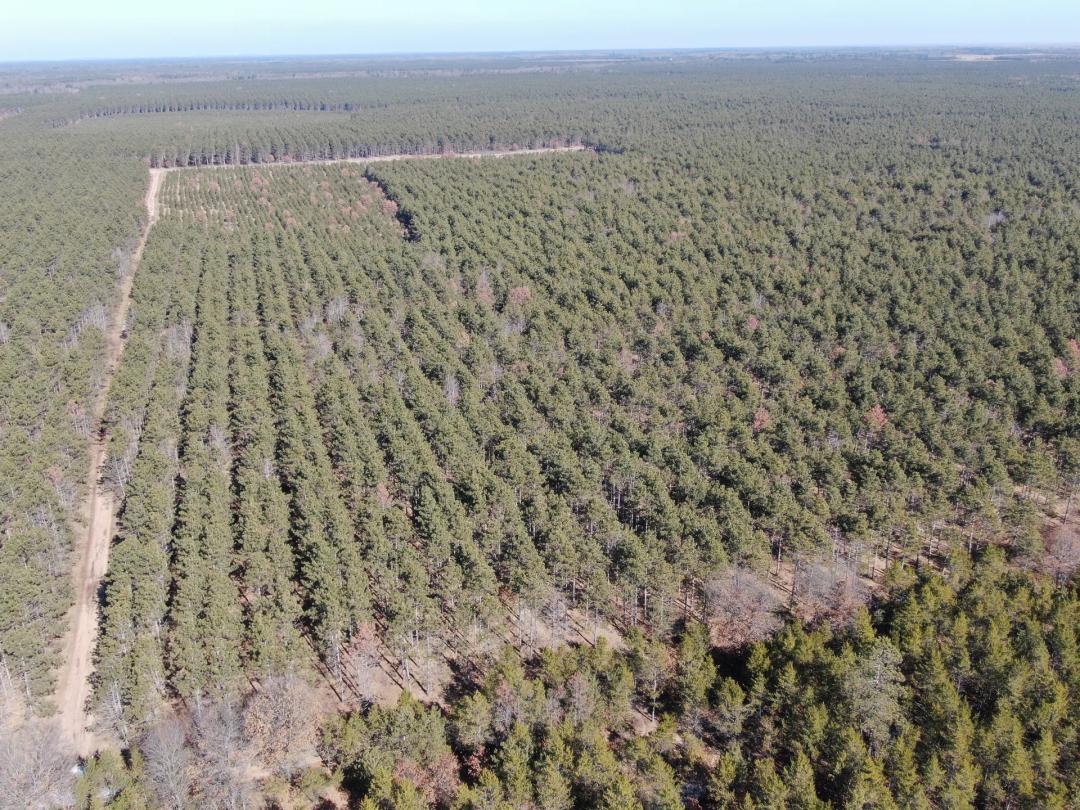 Town of Rome 60 acre timber lot for sale in Adams County WI