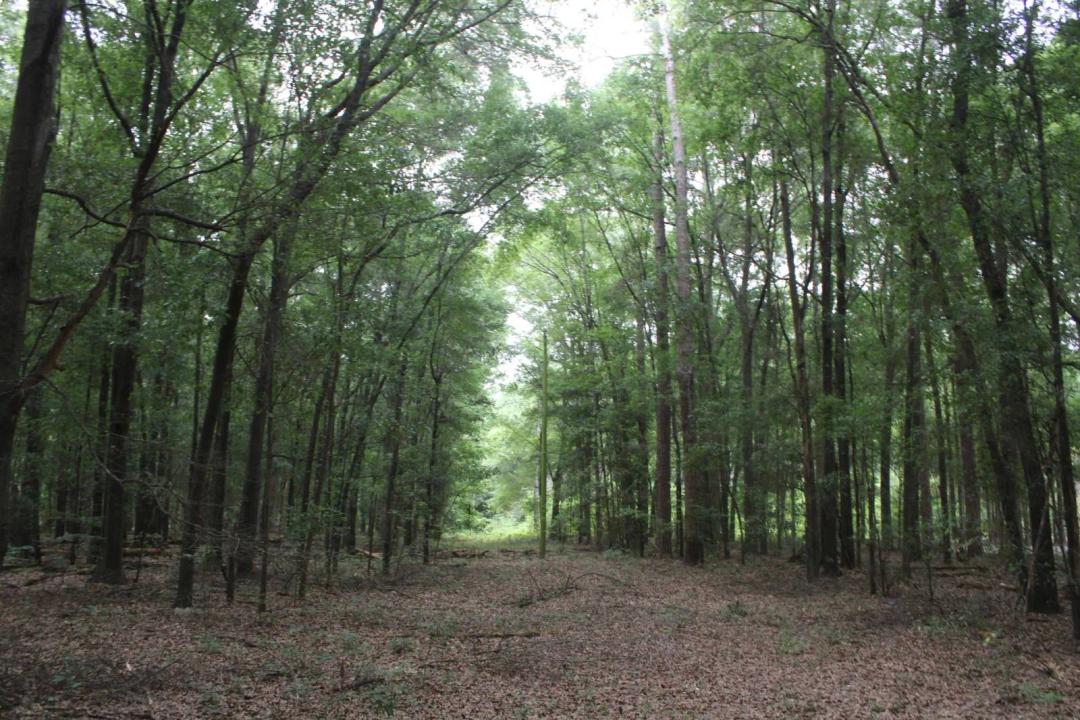 15.63 Acres at 0 S State Route 49 Rd
