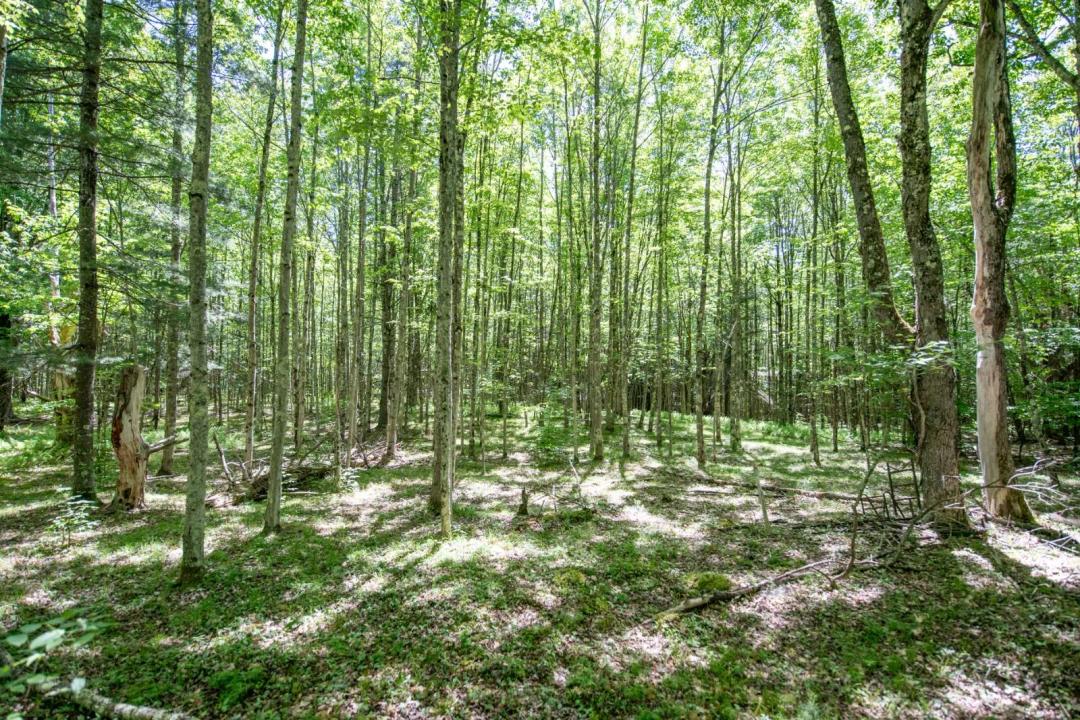 Secluded building lot on private road