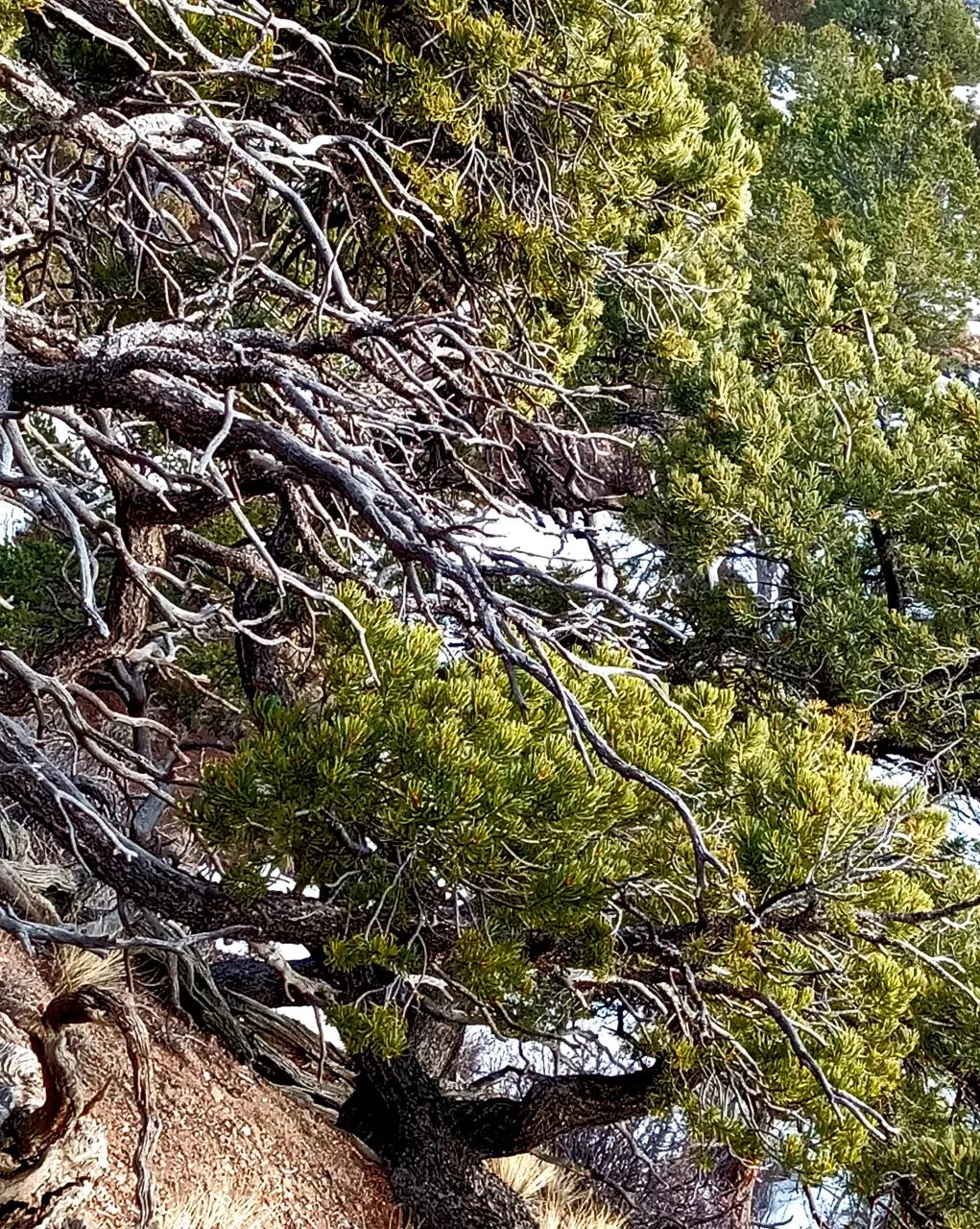 High point on the ridge.  . Build along the Ridge at 8800'.  Trees. In the Mountains