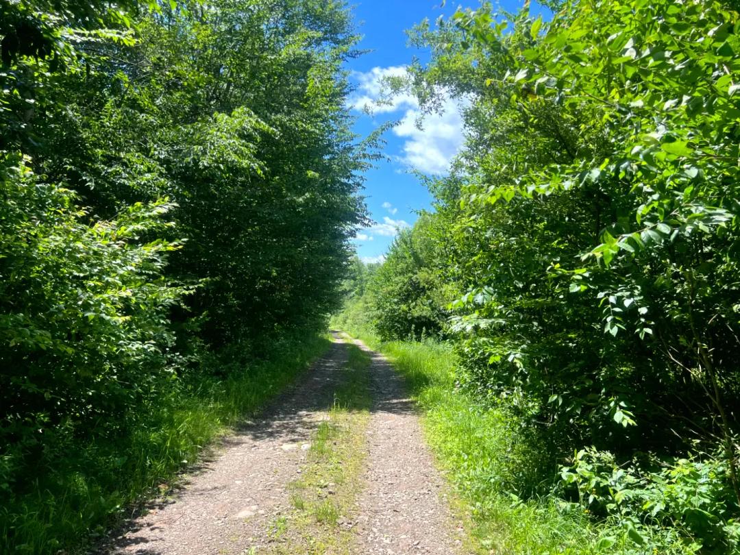 Prime Recreational Land Bordering Fall Brook State Forest