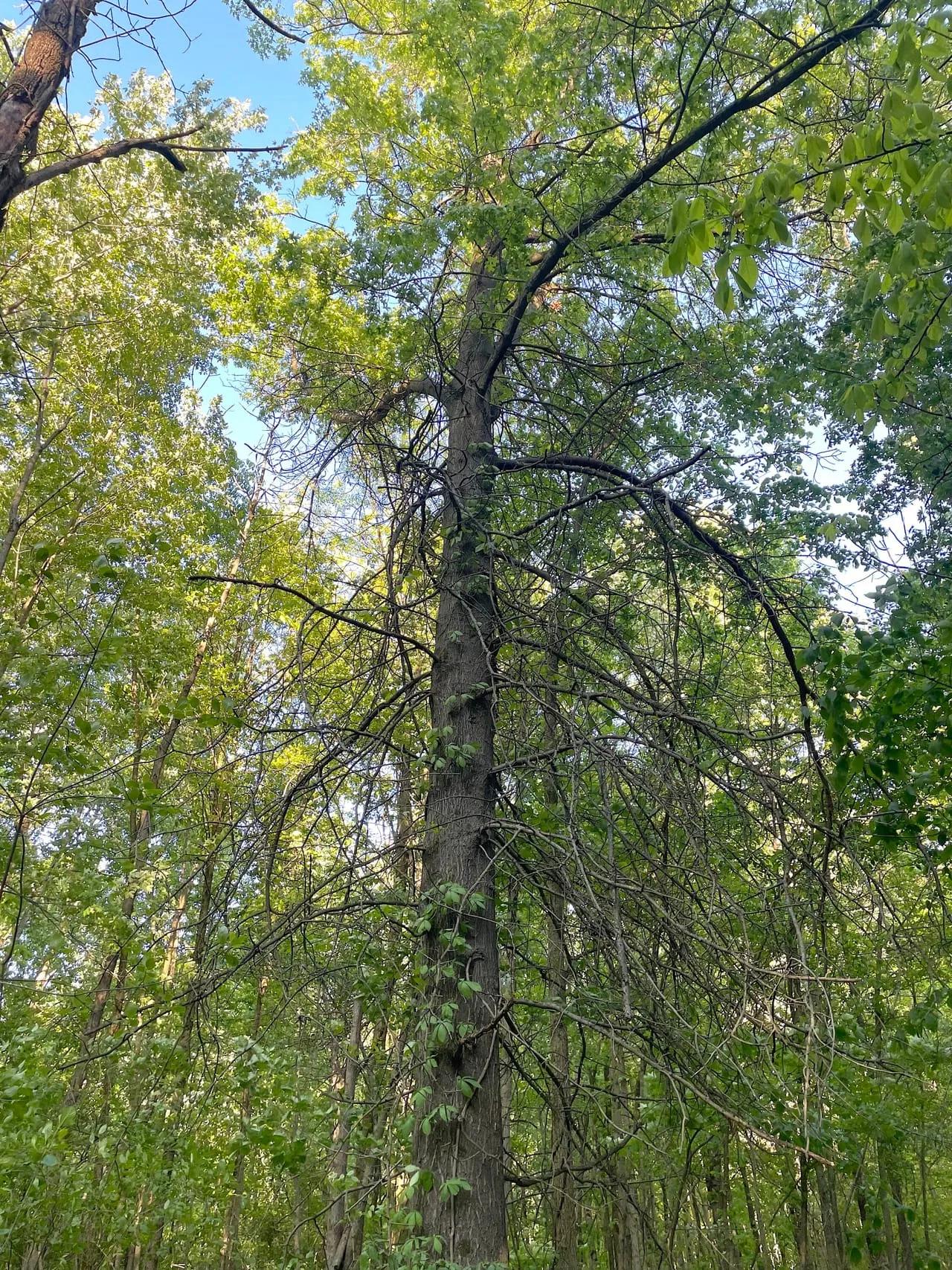 85334228-24