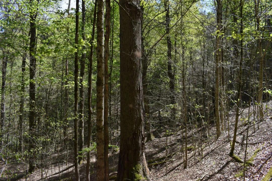 National Forest Gem