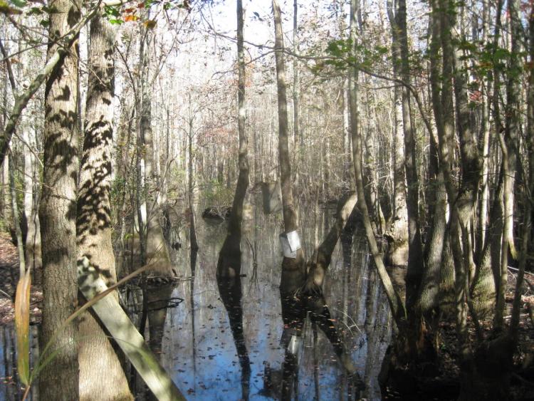 205.00 Acres at  Fronting I-95 and Little Pee Dee River