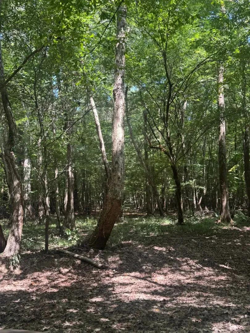 67 Acres in Crenshaw County, AL 