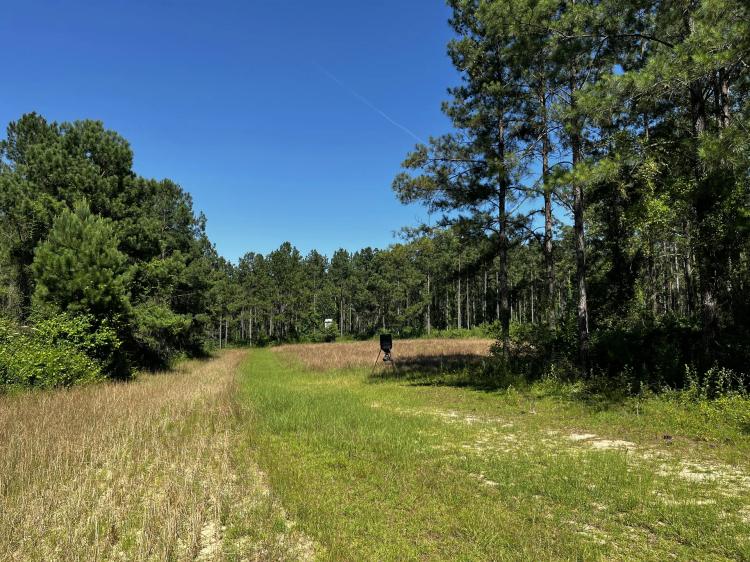 Unique opportunity for timber investment, recreational activities, or conservation!