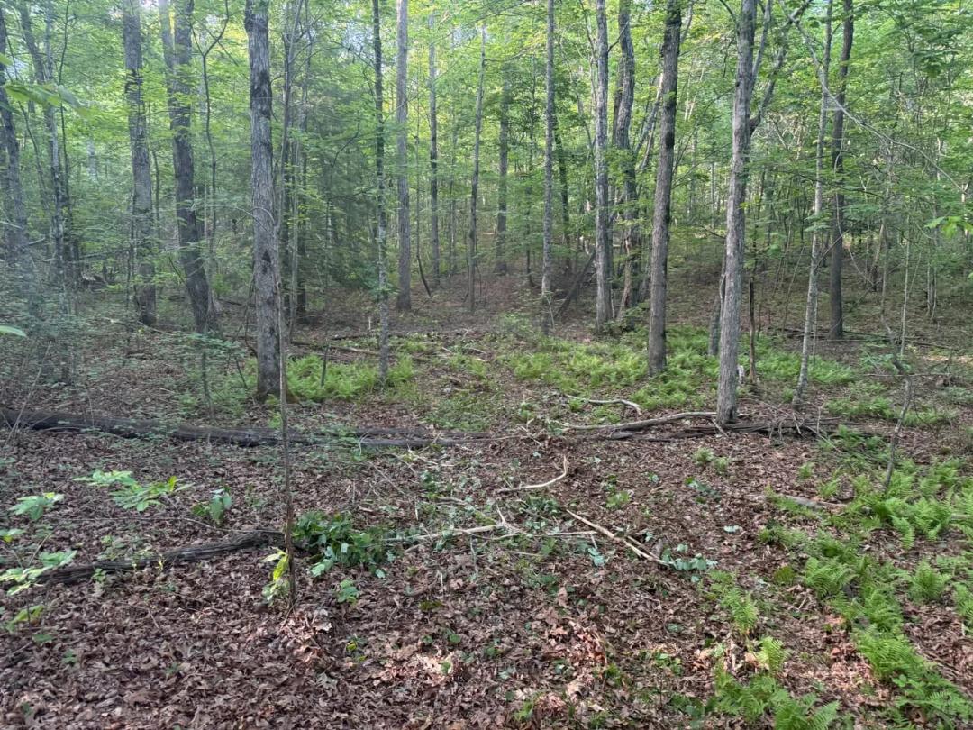 Discover the potential of this beautiful 13.49+/-acre tract in Beersheba Springs, TN.