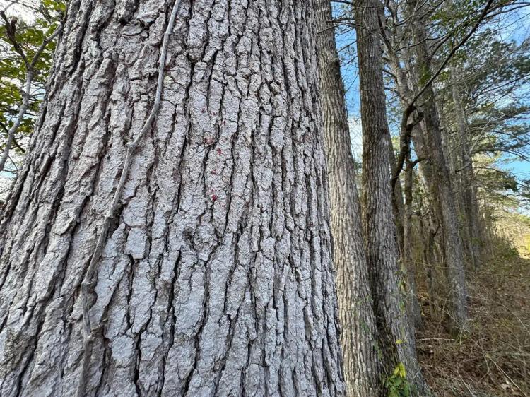 21 +/- Acres Lafayette, Chambers County, AL