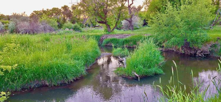 Destination Montana Dream - Belly Acres
