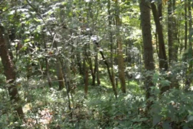 10.94 AC – COUNTRY – MARKETABLE TIMBER – IDEAL HUNTING GROUNDS