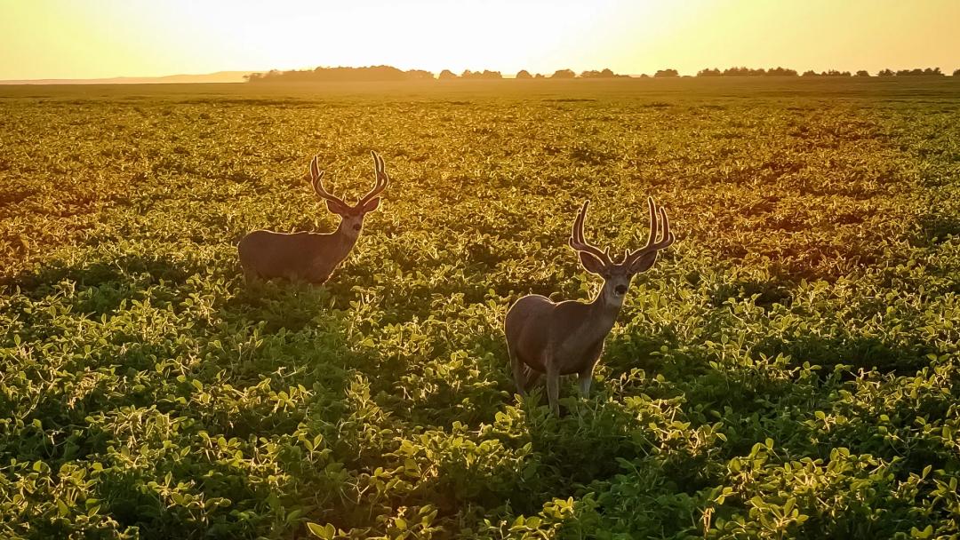 Lakeview Legacy Farms