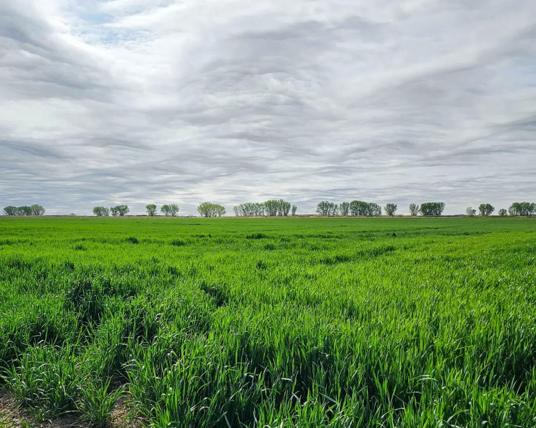 Carlin Farm For Sale - 156.8+/- Acres - 106 Shares Fort Lyon Canal