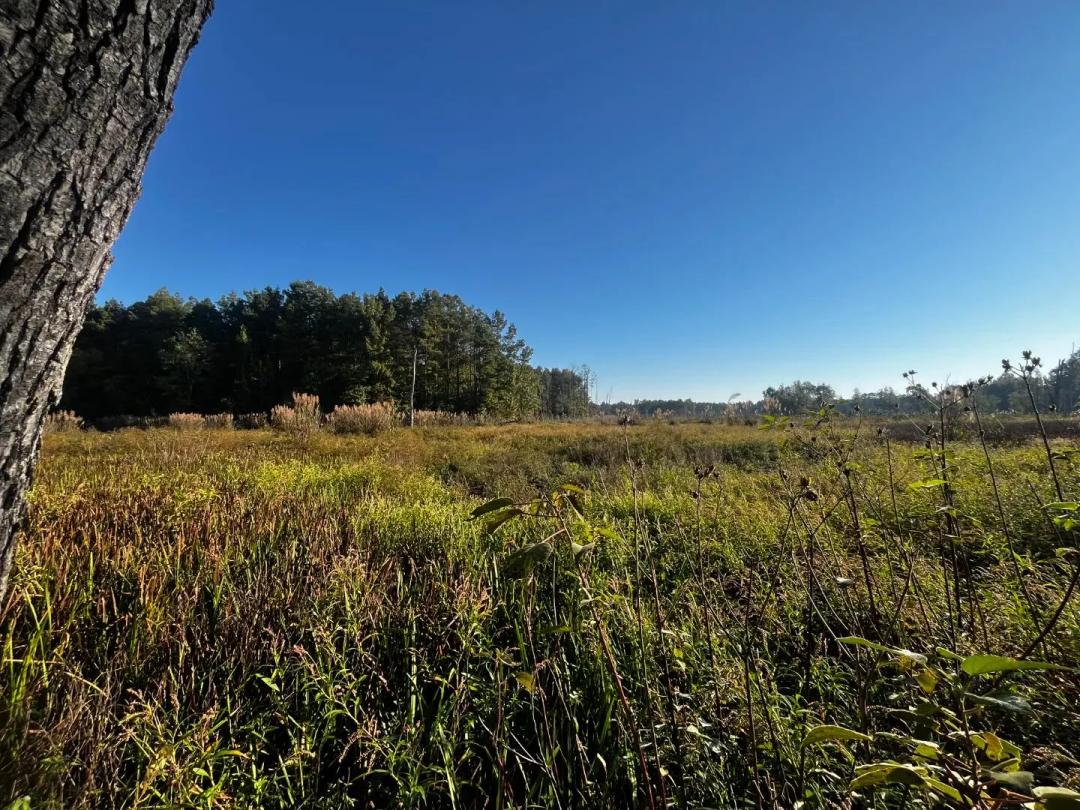 80 Acres in Drew County, AR
