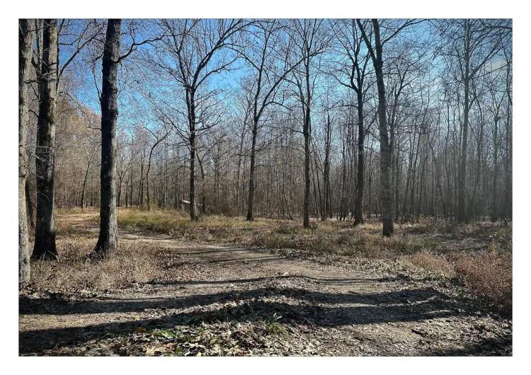 The Powell Woods
