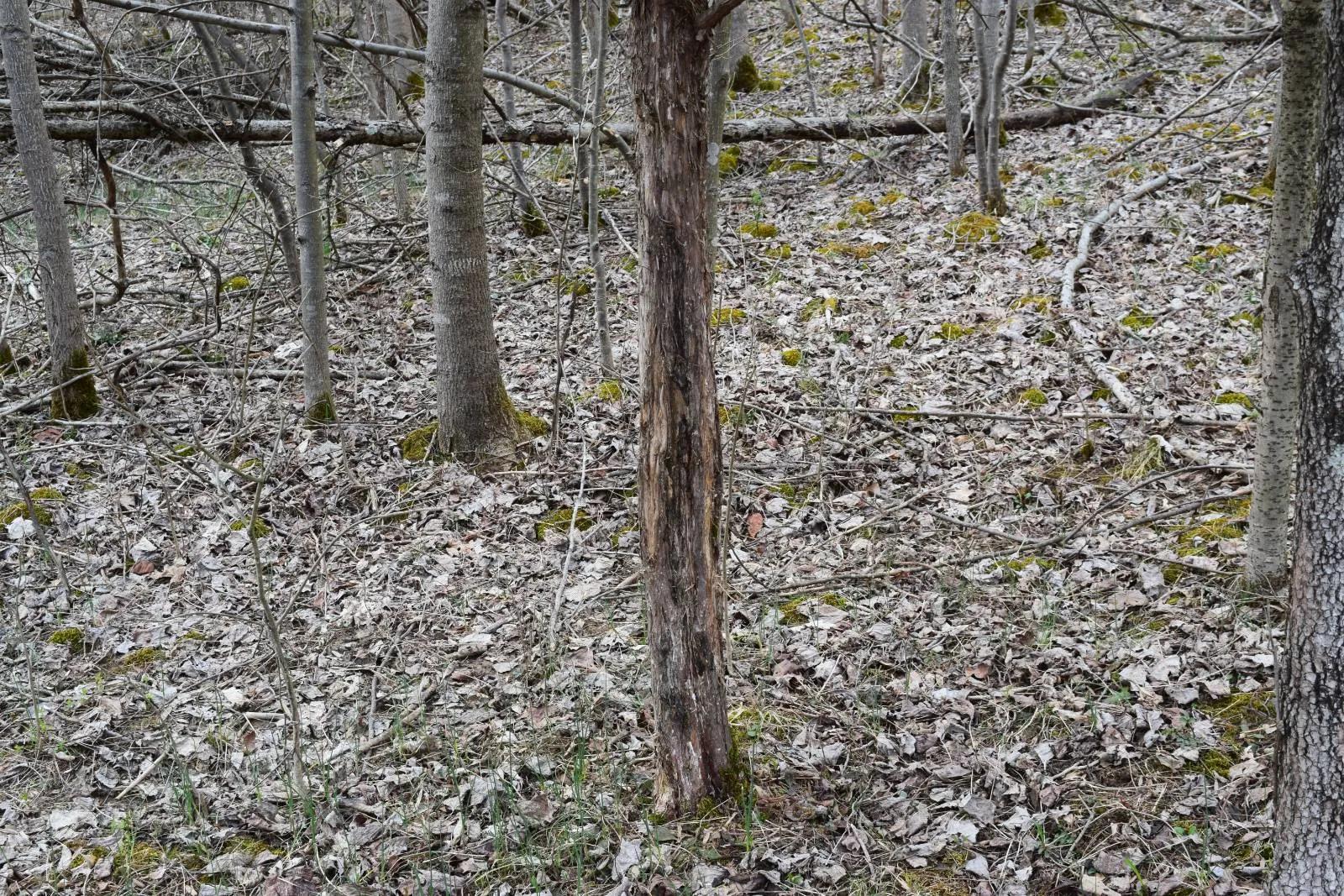86335962-9