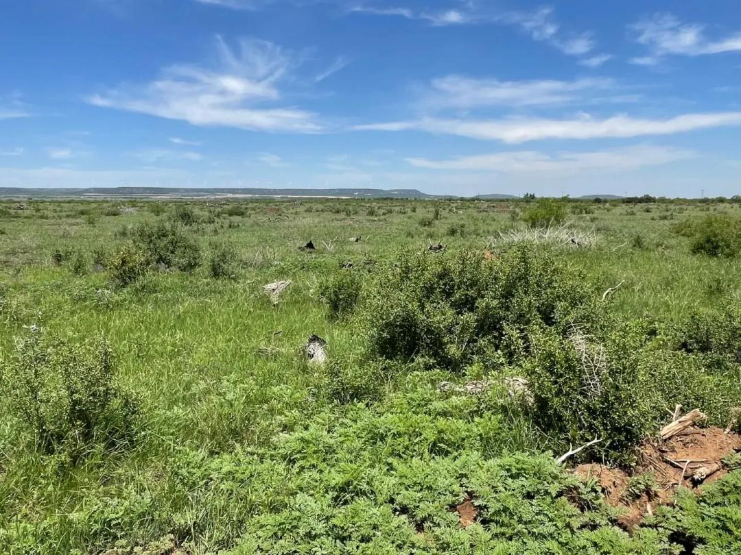 25 Acres (Tr 2), Taylor County