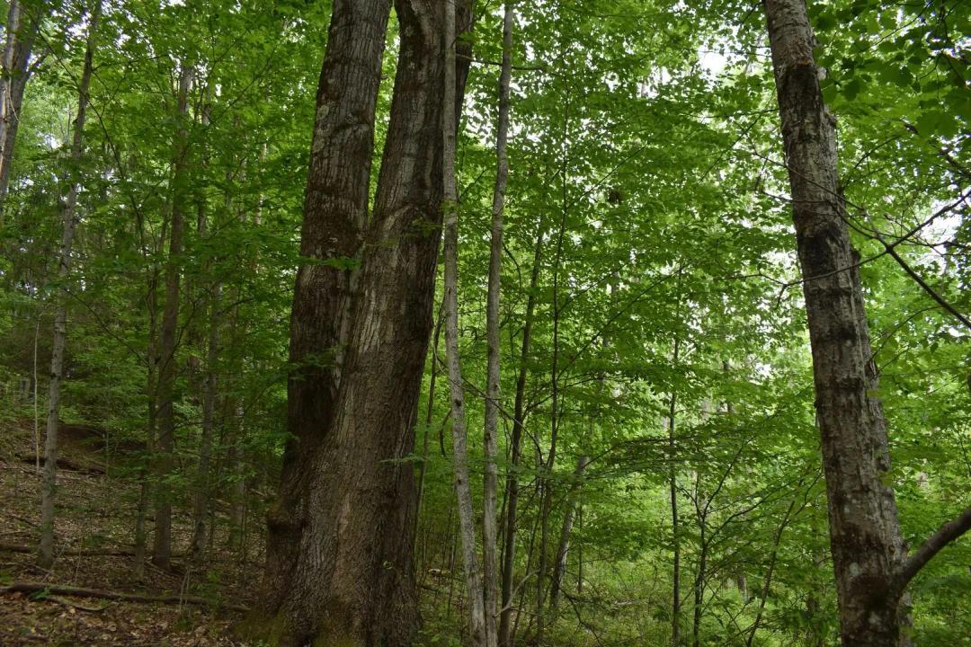 Walkertown Whitetails