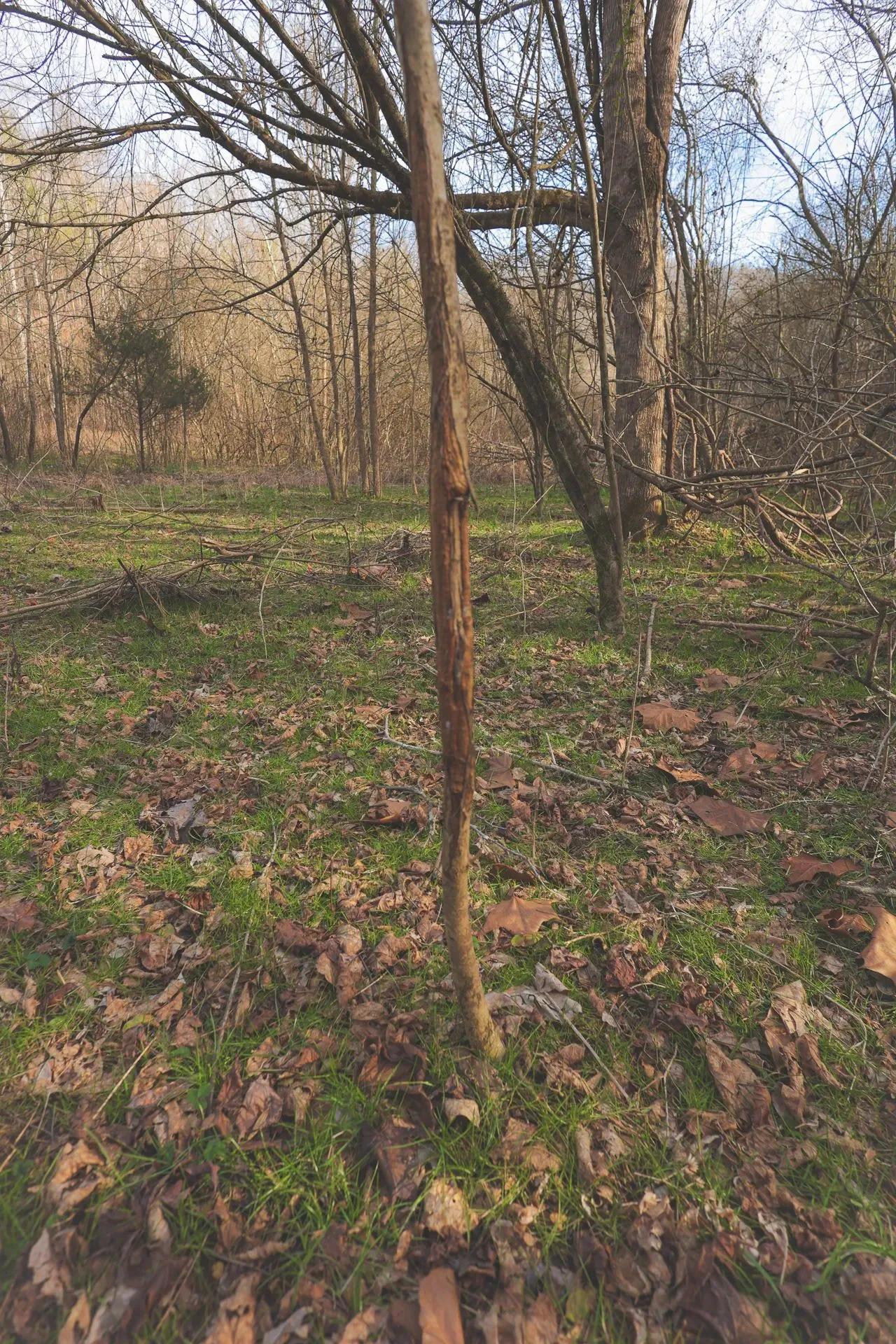 86569565-5