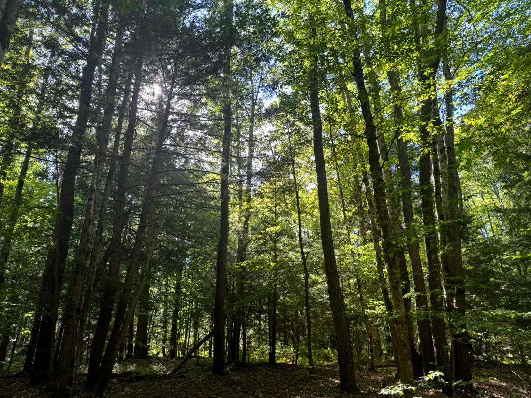 Wooded Acreage in the Heart of Salmon River Country