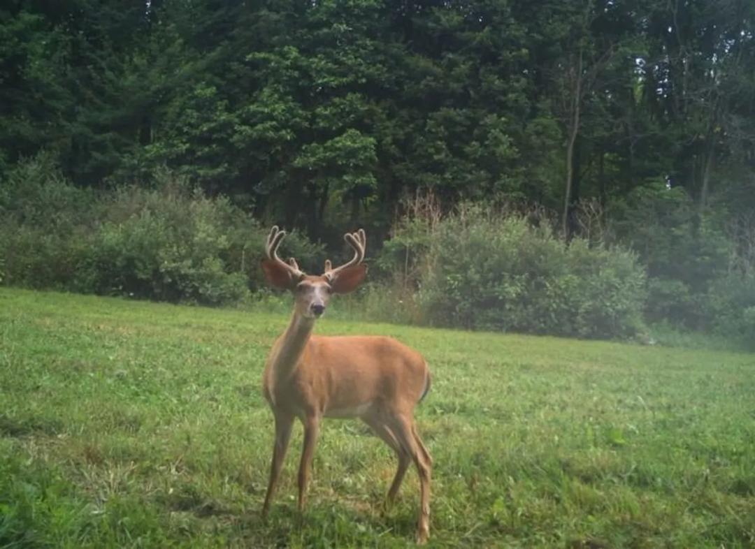 91 Acres of Pure Michigan Whitetail Country