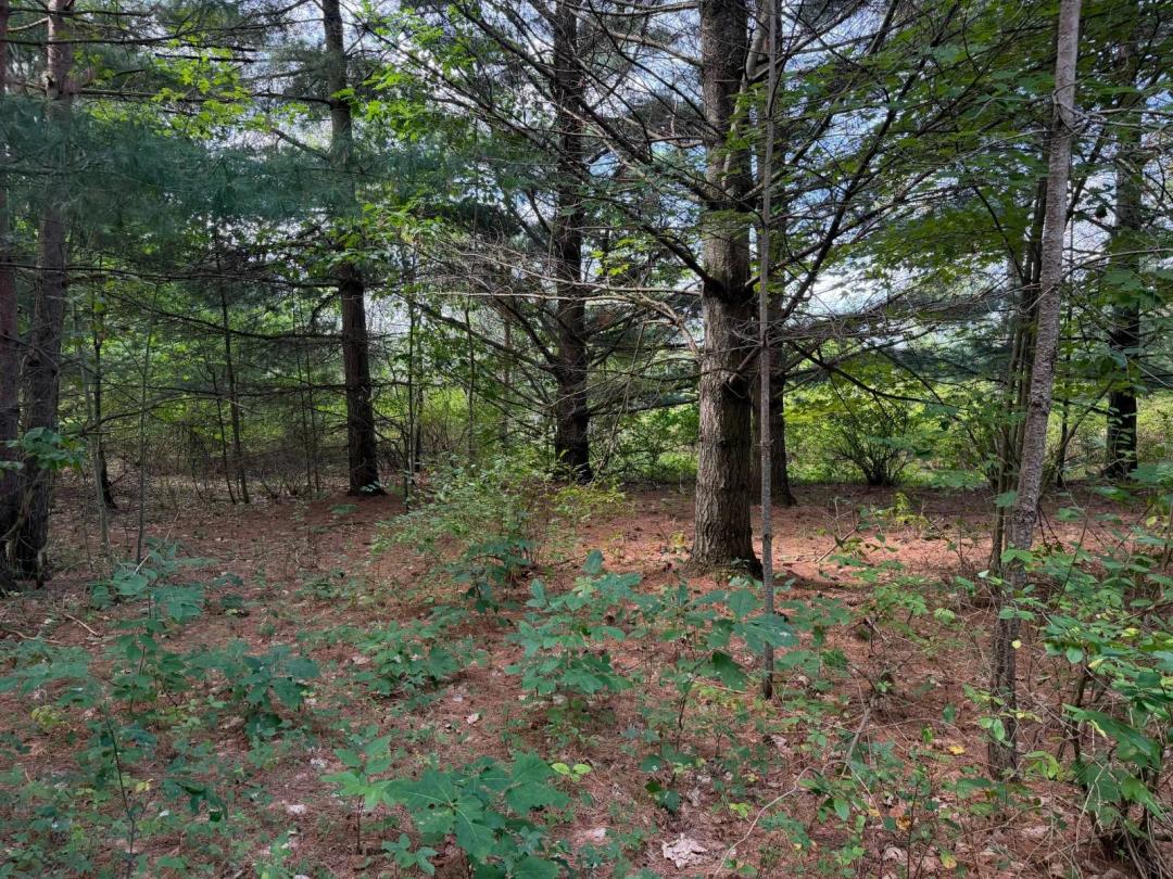 ADIRONDACK BUILDING SITE