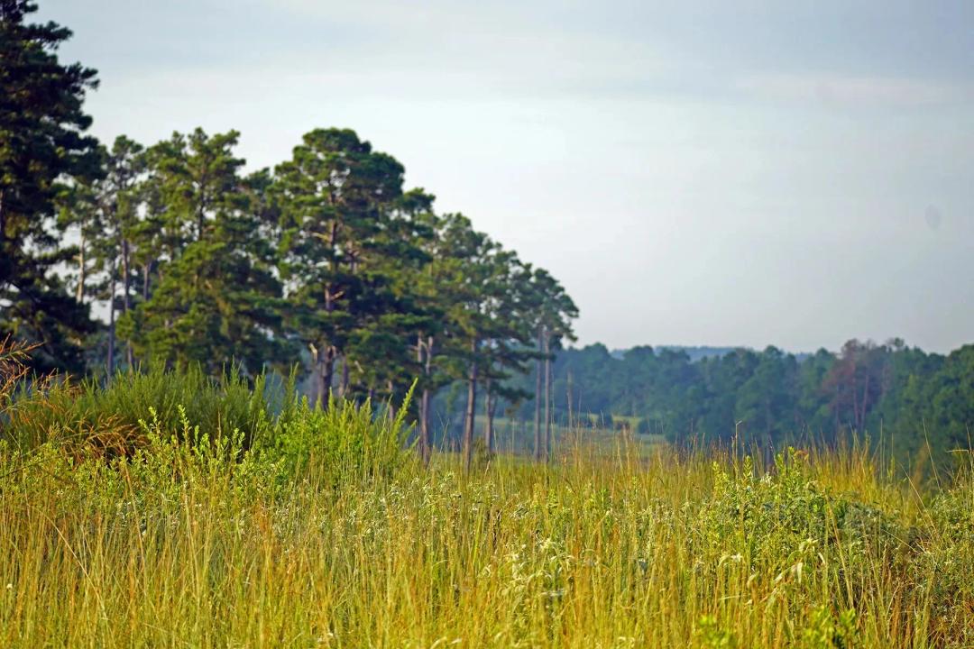 High Pines Reserve