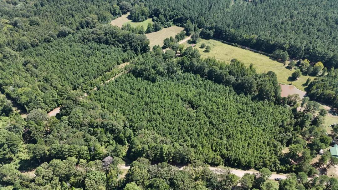 16 Acres Timberland for Sale in Union Parish - McBroom Tract